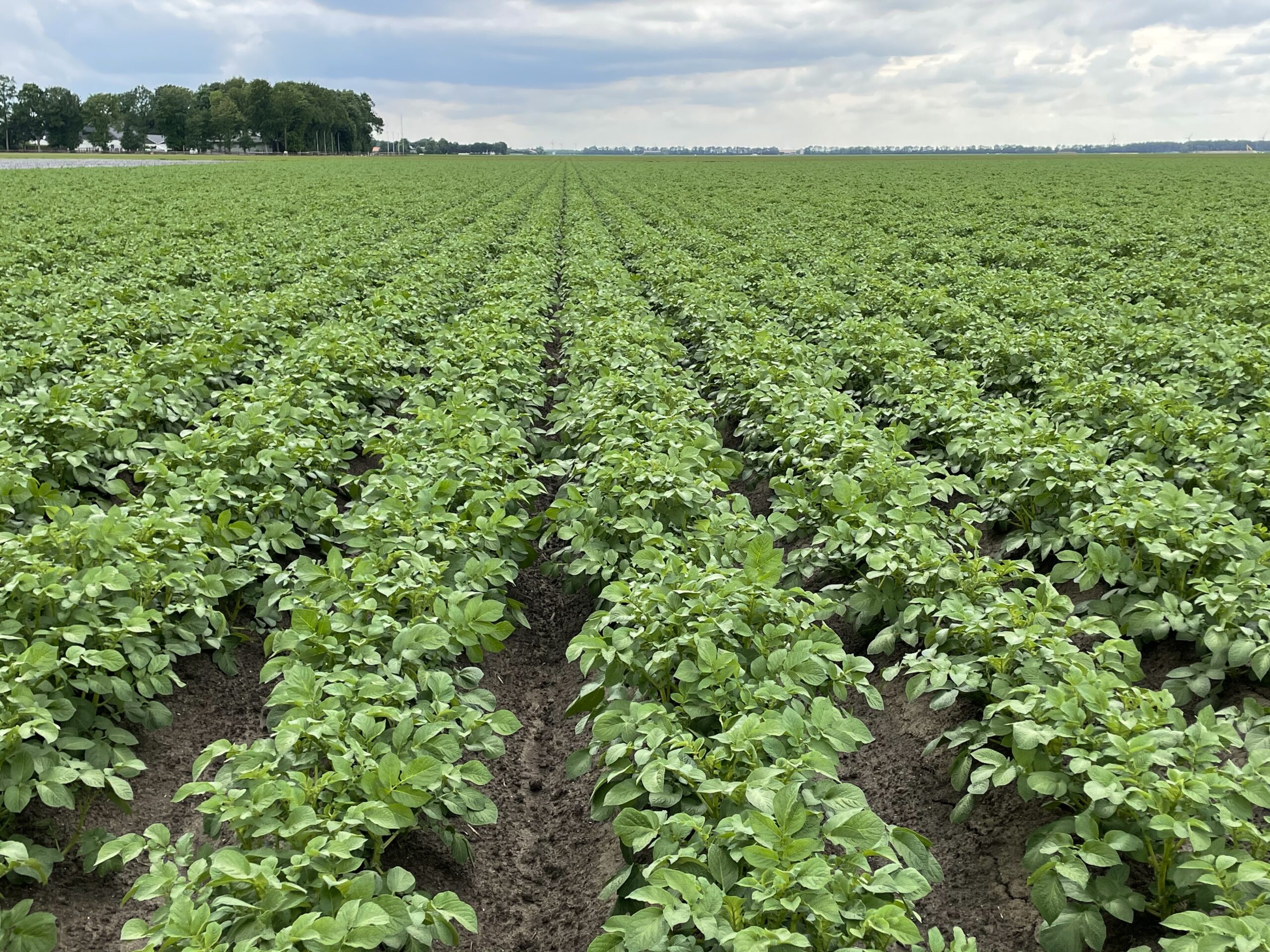 Perceel aardappel