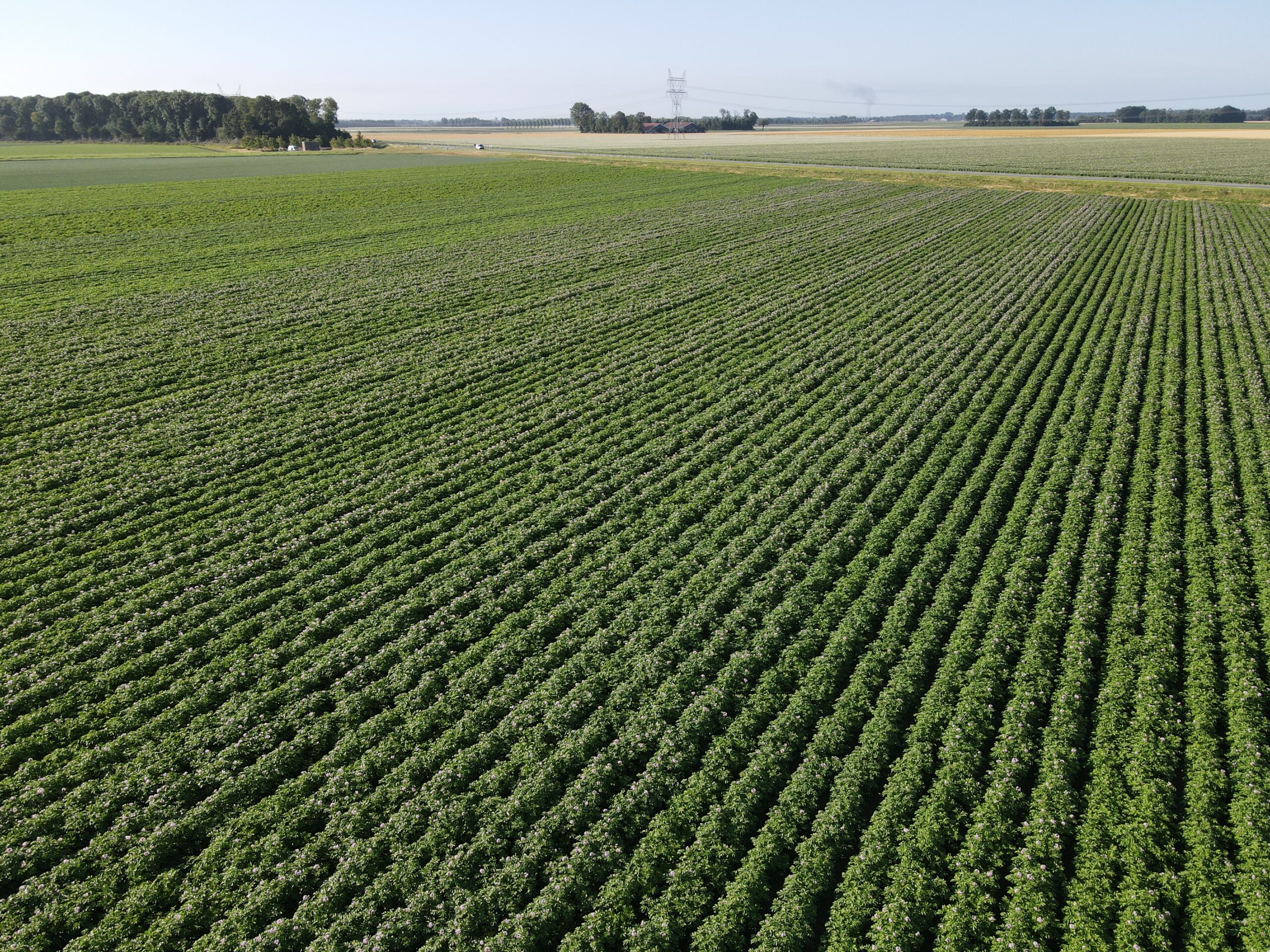 Aardappelen Flevoland