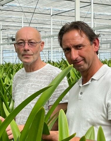 Sonneveld (Amazone Amaryllis)