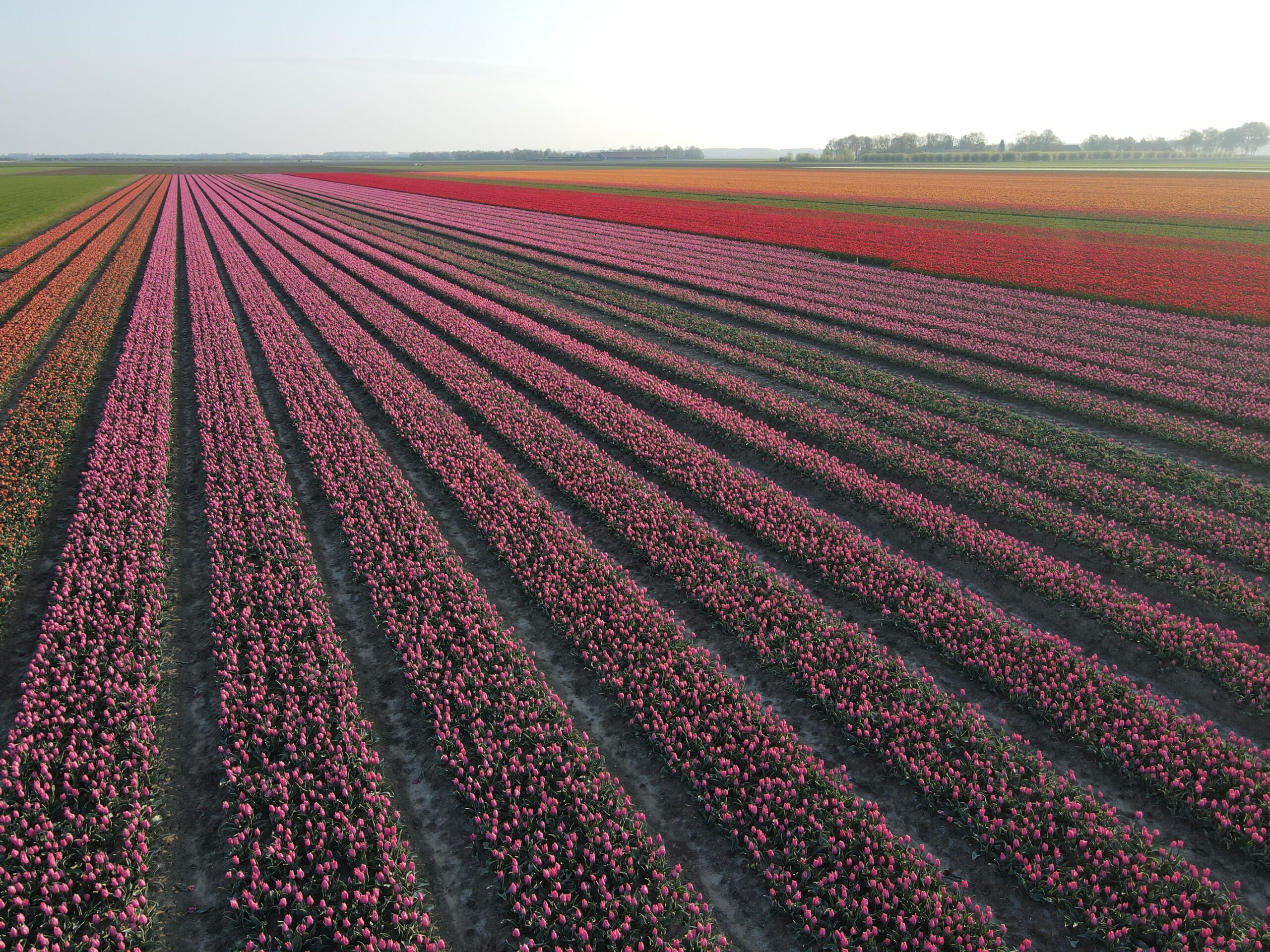 Tulpenveld